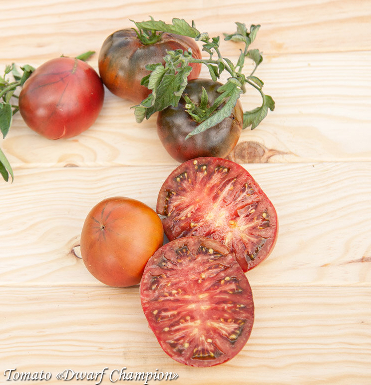 Tomato Dwarf Champion